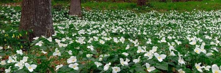 field-o-trillium1